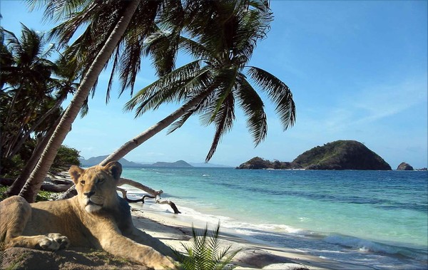 1014-Tropical Sea Lioness
