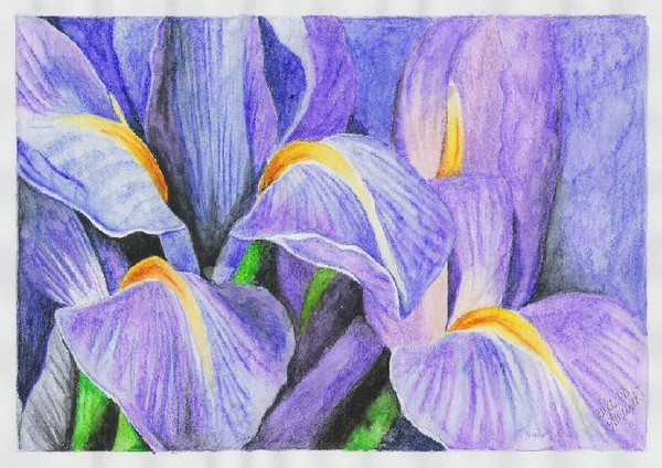 Iris