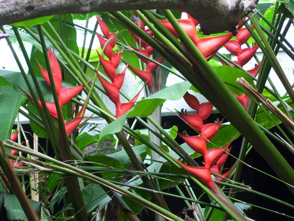 red punch