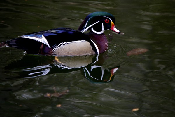 Wood Duck!