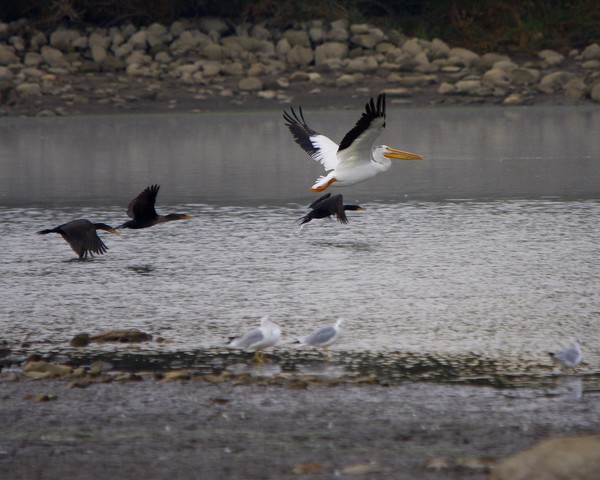American White Pelican Taking off!