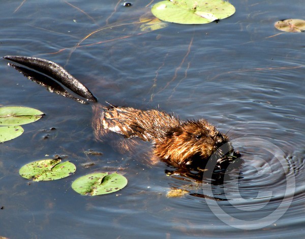 Muskrat munching on a stem!