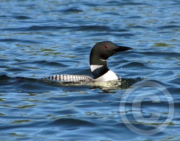 Loon Beauty!