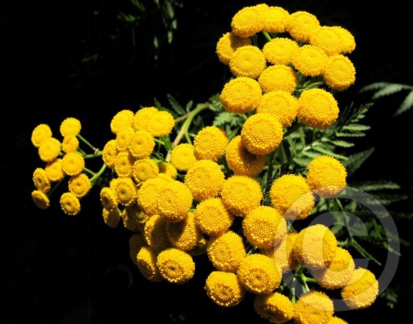 Tansy Blossoms!