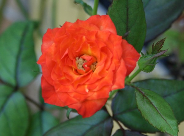 New Peach Rose