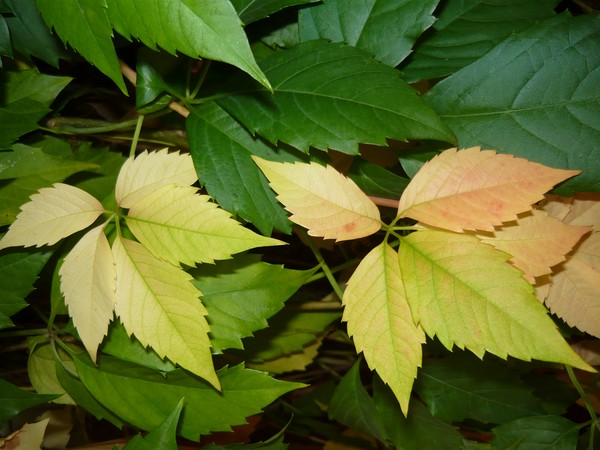 beginning of fall