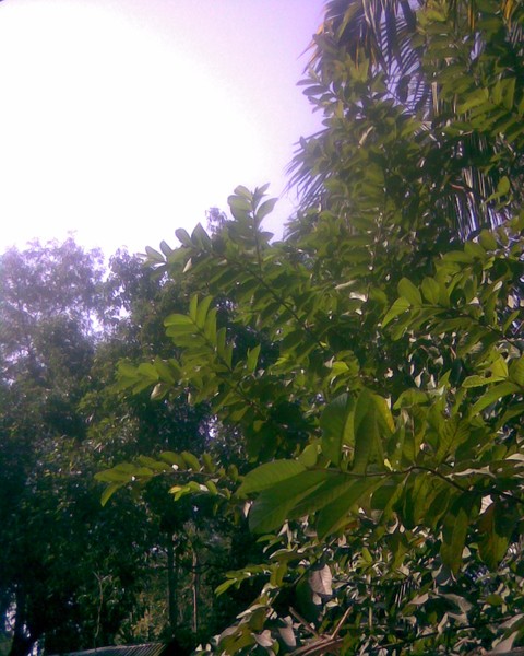 I Love Green