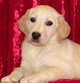 Lab Retriever Puppy. ©2008, JDS