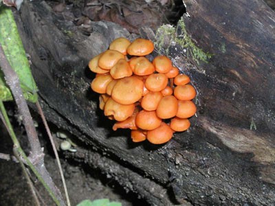 A Fungus...