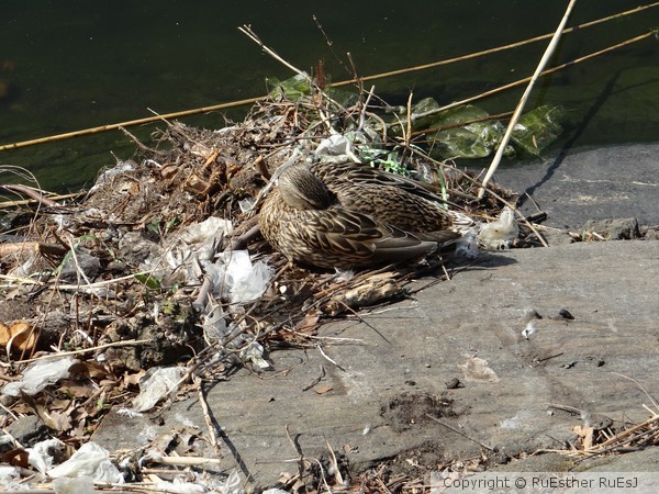 A Duck that Knows how to Recycle