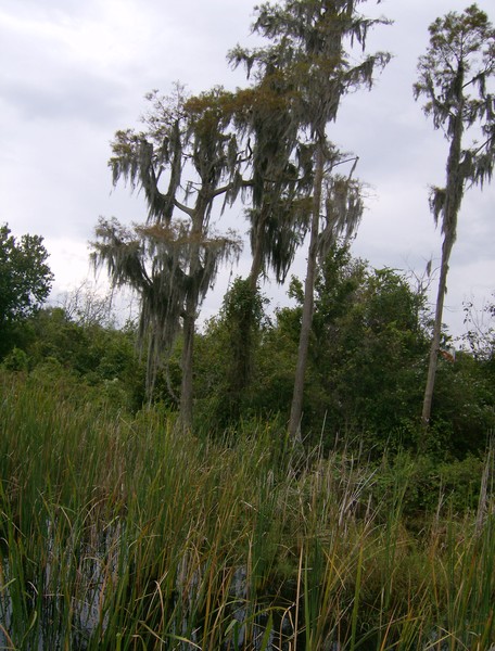Cypress trees at Lake Louisa