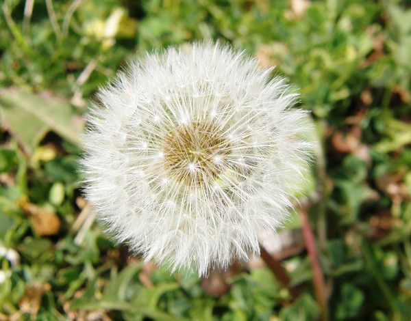 A Dandy Weed