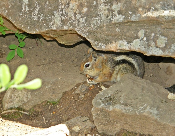 The Squirrel and The Peanut
