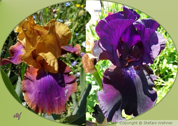 Monet's Iris