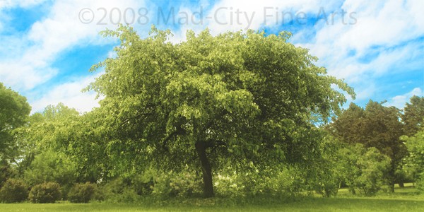 Wide Tree