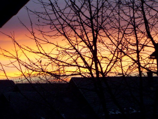 Morning tree