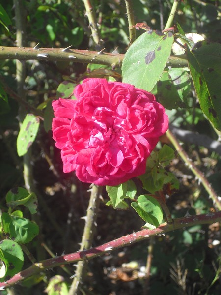 Botanical Garden Roses