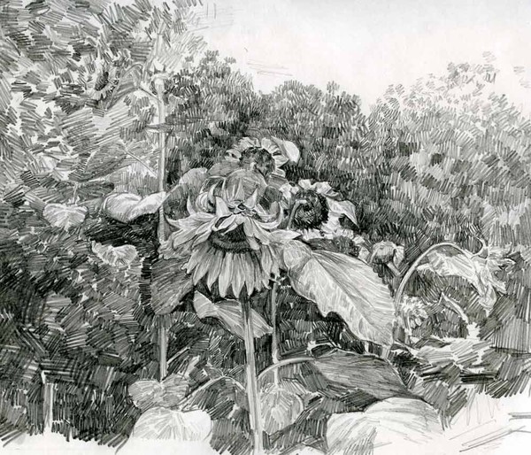 Sunflowers