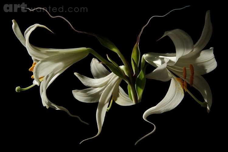 Madonna Lily Portrait