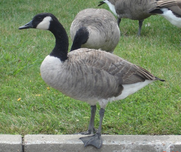 Standing Guard