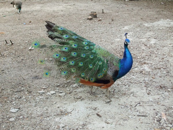 Peacock