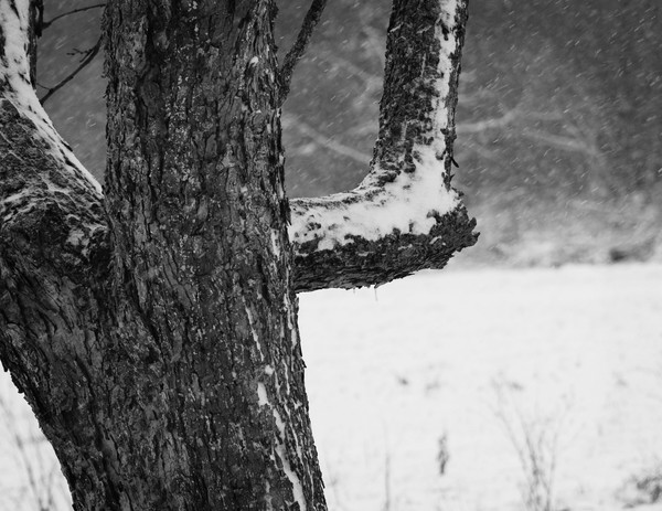 Winter Pecan Tree
