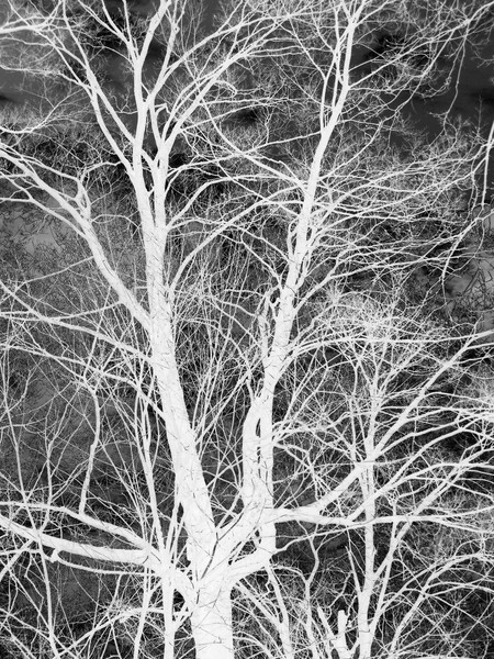 Ghost Tree