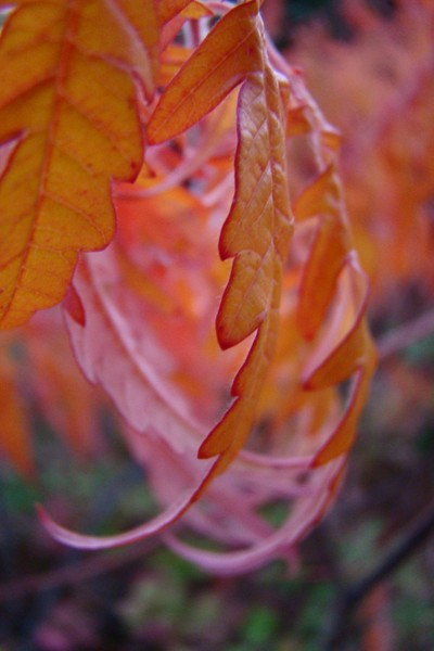 Leaf