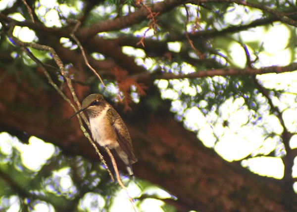 Ruby-throated Hummer (female) in Tree