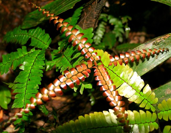 Ferns in Bronze and Green