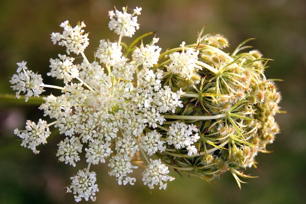 Queen Anne's Lace