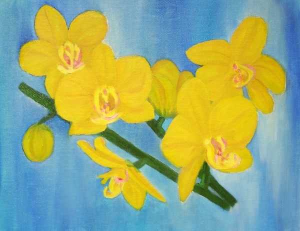 Yellow orchids