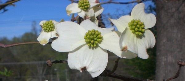 Dogwood_Blooms