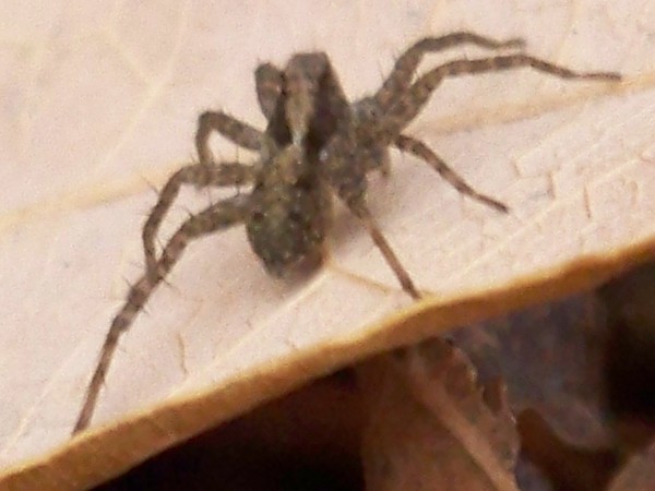 Spider
