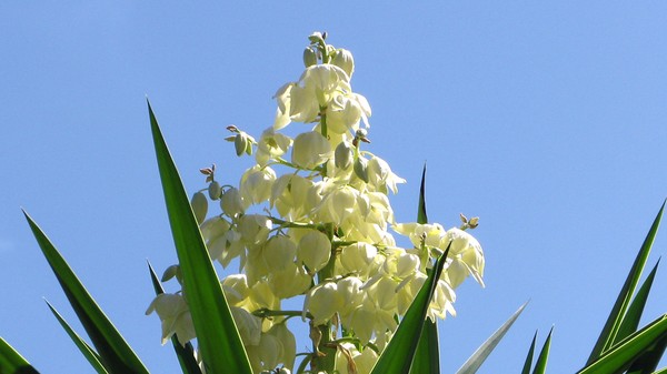 Whiteflower003