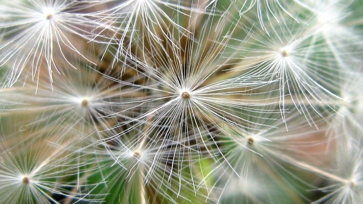 DandyLion001