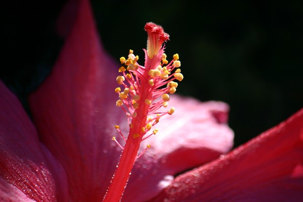 Hibiscus 1