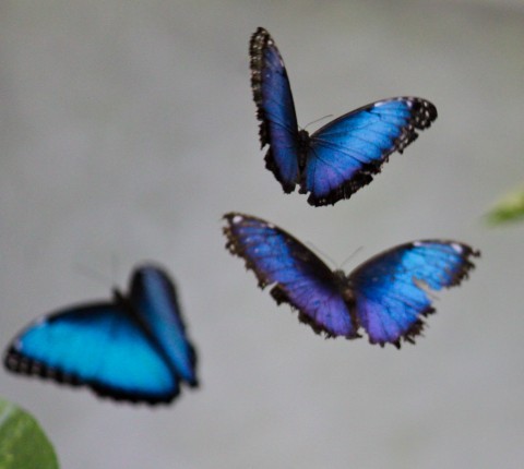 Butterflies