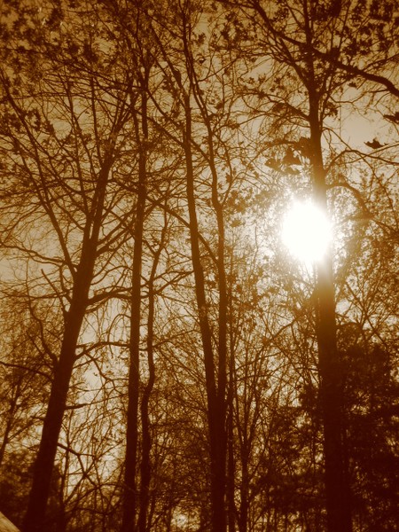 Trees