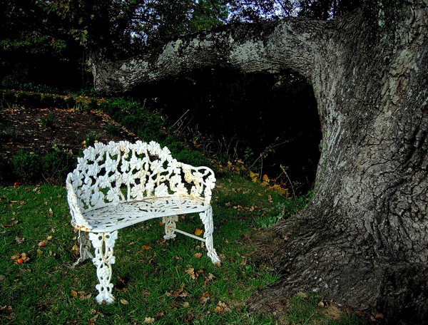 Wrought Iron Chair Under Tree, Virginia Plantation