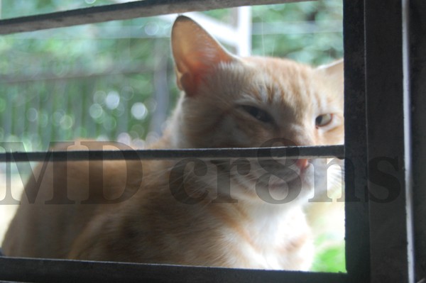 cat