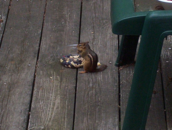 Chipmunk