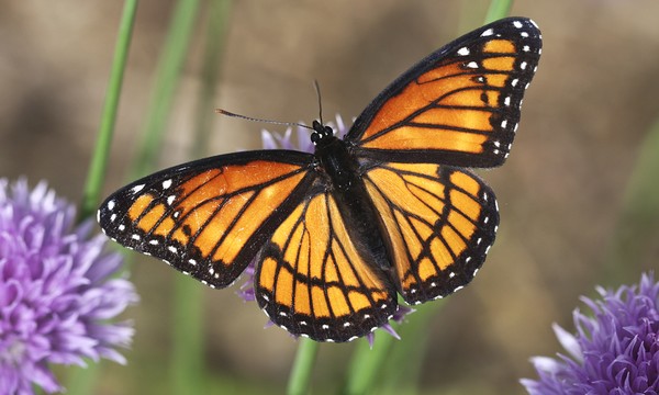 Beauty With Wings