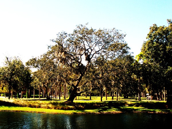Southern Comfort