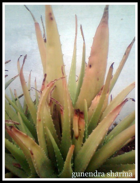 aloe-vera : wrinkled