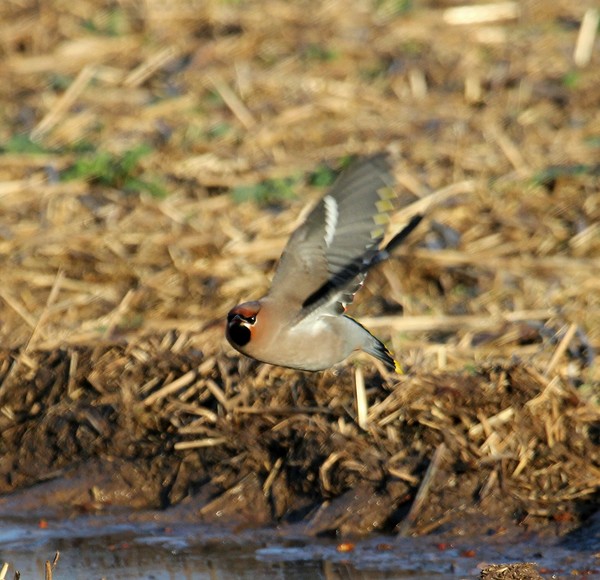 waxwings