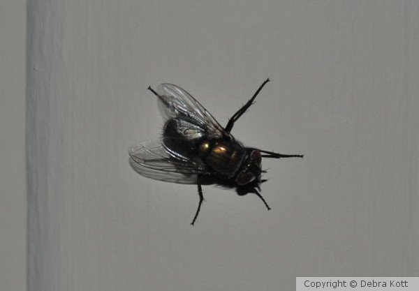 Fly on Wall