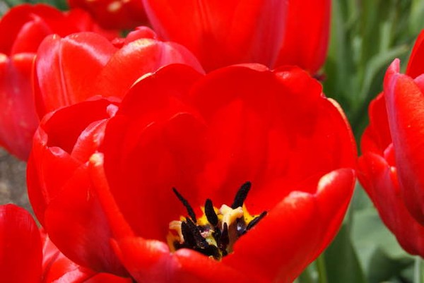 Tulips 2