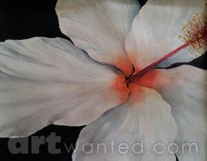White Hibiscus