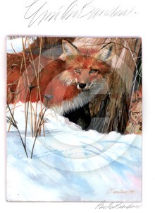 Red fox
